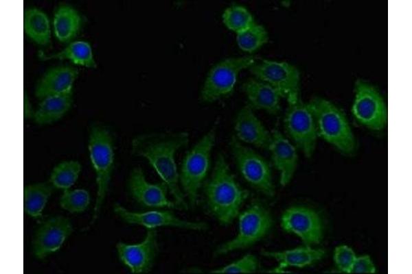 RHOH antibody  (AA 1-188)