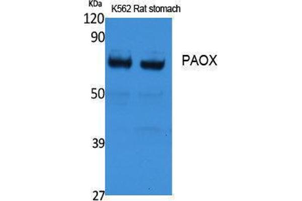 anti-Polyamine Oxidase (Exo-N4-Amino) (PAOX) (Internal Region) antibody