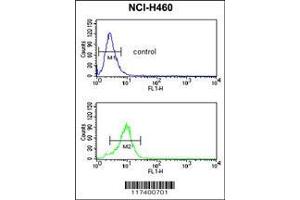 Image no. 2 for anti-Sphingomyelin phosphodiesterase 2, Neutral Membrane (Neutral Sphingomyelinase) (SMPD2) (AA 9-35), (N-Term) antibody (ABIN650737)