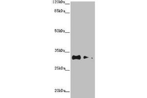 Western blot All lanes: CNPY3 antibody at 1.