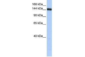 Image no. 1 for anti-UDP-Glucose Glycoprotein Glucosyltransferase 2 (UGT2) (Middle Region) antibody (ABIN633855)