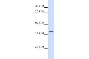 Image no. 1 for anti-Mitochondrial Ribosomal Protein S15 (MRPS15) (Middle Region) antibody (ABIN2774205)