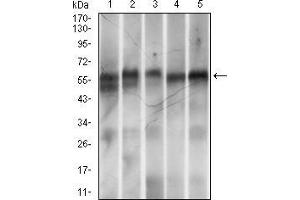 Image no. 3 for anti-Ring Finger Protein 1 (RING1) (AA 79-263) antibody (ABIN1724839)