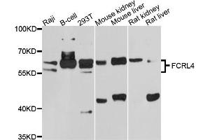 anti-Fc Receptor-Like 4 (FCRL4) antibody
