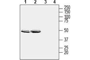 Western blot analysis of human MCF-7 breast adenocarcinoma cell lysate (lanes 1 and 3) and human LNCaP prostate adenocarcinoma cell lysate (lanes 2 and 4): - 1,2.
