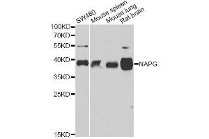 Image no. 1 for anti-N-Ethylmaleimide-Sensitive Factor Attachment Protein, gamma (NAPG) antibody (ABIN6144361)