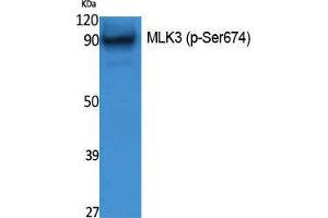 Image no. 1 for anti-Mitogen-Activated Protein Kinase Kinase Kinase 11 (MAP3K11) (pSer674) antibody (ABIN3183070)