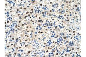 Image no. 2 for anti-Zinc Finger Protein 326 (ZNF326) (C-Term) antibody (ABIN203297)