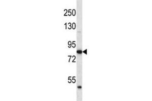 ABTB2 antibody western blot analysis in human K562 lysate.
