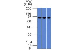 Villin 1 antibody  (AA 179-311)