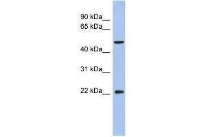 Image no. 1 for anti-Ankylosis, Progressive Homolog (Mouse) (ANKH) (N-Term) antibody (ABIN2784109)
