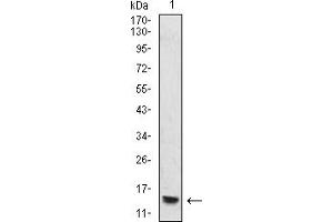 Image no. 4 for anti-Histone Cluster 2, H4a (HIST2H4A) (meLys20) antibody (ABIN5684092)