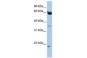 Image no. 1 for anti-Homeobox and Leucine Zipper Encoding (HOMEZ) (N-Term) antibody (ABIN928202)