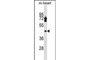 LPXN Antibody (Center) (ABIN1538131 and ABIN2849342) western blot analysis in mouse heart tissue lysates (35 μg/lane).