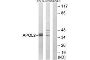 anti-Apolipoprotein L, 2 (APOL2) (AA 191-240) antibody