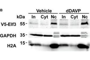 Image no. 1 for anti-E74-Like Factor 3 (Ets Domain Transcription Factor, Epithelial-Specific) (ELF3) antibody (ABIN6140124)