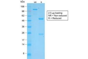 Image no. 2 for anti-Tumor Necrosis Factor (Ligand) Superfamily, Member 15 (TNFSF15) antibody (ABIN5708010)