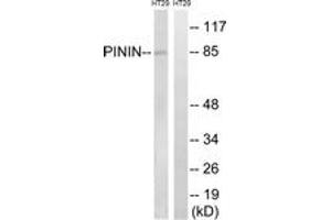 Image no. 1 for anti-Pinin, Desmosome Associated Protein (PNN) (AA 211-260) antibody (ABIN1535175)