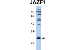 Image no. 4 for anti-JAZF Zinc Finger 1 (JAZF1) (N-Term) antibody (ABIN2775141)