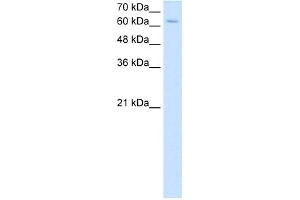 Image no. 3 for anti-Nuclear Receptor Subfamily 2, Group C, Member 2 (NR2C2) (C-Term) antibody (ABIN2783187)