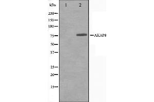 Image no. 4 for anti-A Kinase (PRKA) Anchor Protein 8 (AKAP8) antibody (ABIN6259857)