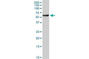 Image no. 1 for anti-Heat Shock 60kDa Protein 1 (Chaperonin) (HSPD1) (AA 1-573) antibody (ABIN947996)