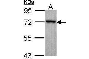 Image no. 1 for anti-Adrenergic, Beta, Receptor Kinase 2 (ADRBK2) (N-Term) antibody (ABIN2855408)