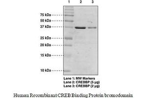 Image no. 1 for cAMP Responsive Element Binding Protein 1 (CREB1) (AA 1081-1197), (Bromodomain) protein (GST tag) (ABIN1525958)