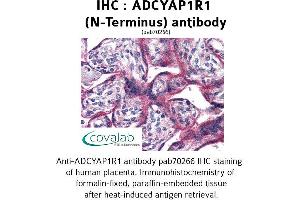 Image no. 2 for anti-Adenylate Cyclase Activating Polypeptide 1 (Pituitary) Receptor Type I (ADCYAP1R1) (Extracellular Domain), (N-Term) antibody (ABIN1731540)