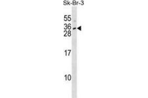 Image no. 1 for anti-Interleukin 28B (Interferon, lambda 3) (IL28B) (AA 33-63), (N-Term) antibody (ABIN952885)