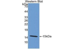 Image no. 1 for anti-Defensin, alpha 5, Paneth Cell-Specific (DEFA5) (AA 20-94) antibody (ABIN2117679)