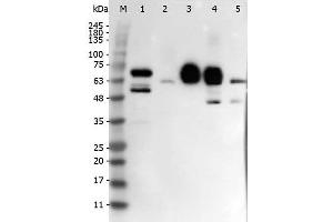 Western Blot of Rabbit anti-DELTA-4 antibody.