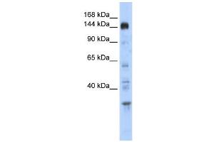 Image no. 2 for anti-Period Circadian Protein 2 (PER2) (Middle Region) antibody (ABIN2781189)