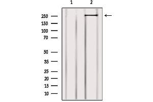 anti-Myosin IXB (MYO9B) (N-Term) antibody