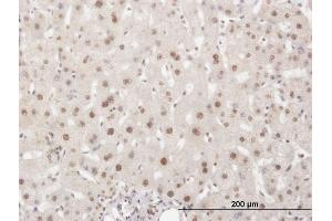 Image no. 1 for anti-ELAV (Embryonic Lethal, Abnormal Vision, Drosophila)-Like 1 (Hu Antigen R) (ELAVL1) (AA 1-100) antibody (ABIN560725)