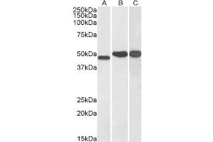 Image no. 1 for anti-N-Myc Downstream Regulated 1 (NDRG1) (C-Term) antibody (ABIN184872)
