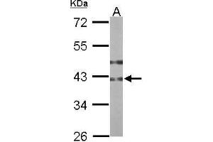 Image no. 3 for anti-UDP-GlcNAc:betaGal beta-1,3-N-Acetylglucosaminyltransferase 3 (B3GNT3) (Center) antibody (ABIN2856643)