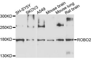 Image no. 1 for anti-Roundabout, Axon Guidance Receptor, Homolog 2 (ROBO2) antibody (ABIN4905025)
