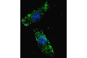 Immunofluorescence (IF) image for anti-G Protein-Coupled Receptor 126 (GPR126) (Center) antibody (ABIN2159172)