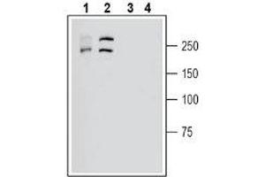 Western blot analysis of human HL-60 acute promyelocytic leukemia cell line lysates (lanes 1 and 3) and human Malme-3M melanoma cell line lysate (lanes 2 and 4): - 1-2.