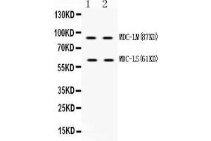 anti-ADAM Metallopeptidase Domain 28 (ADAM28) (AA 207-248), (N-Term) antibody