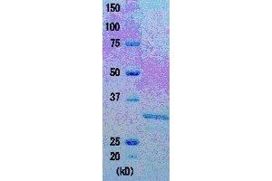 Image no. 1 for Taq SSB (Active) protein (ABIN2452212)