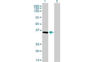 Image no. 1 for anti-ELAV (Embryonic Lethal, Abnormal Vision, Drosophila)-Like 4 (Hu Antigen D) (ELAVL4) (AA 312-380) antibody (ABIN560727)