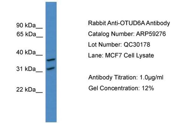 OTUD6A antibody  (N-Term)