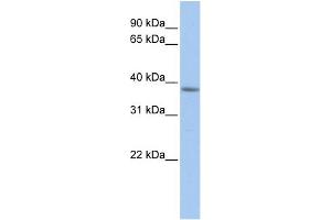 Image no. 1 for anti-Mitochondrial Fission Factor (MFF) (C-Term) antibody (ABIN2783769)