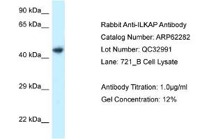 Image no. 1 for anti-Integrin-Linked Kinase-Associated Serine/threonine Phosphatase 2C (ILKAP) (C-Term) antibody (ABIN2774340)