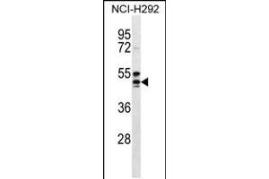 Image no. 1 for anti-Hydroxycarboxylic Acid Receptor 2 (HCAR2) (AA 200-228) antibody (ABIN5536145)
