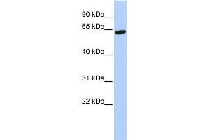 Image no. 1 for anti-Zinc Finger Protein 133 (ZNF133) (N-Term) antibody (ABIN2776396)