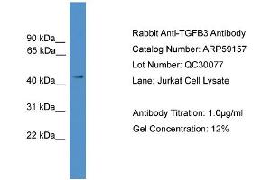Image no. 2 for anti-Transforming Growth Factor, beta 3 (TGFB3) (Middle Region) antibody (ABIN2787956)
