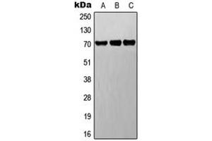 Western blot analysis of BET expression in A549 (A), Raw264.
